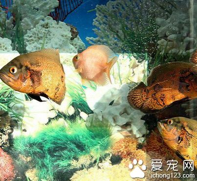地圖魚怎麼養 每天都需要接受適宜的光照