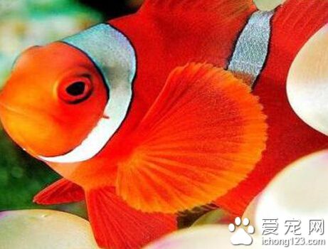 小丑魚怎麼養 首先為它們打造一個溫馨小窩