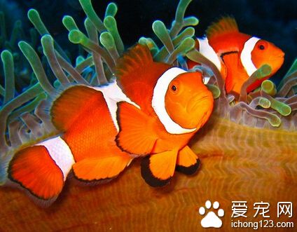 熱帶魚怎麼養 買的水草等設備要多加沖洗