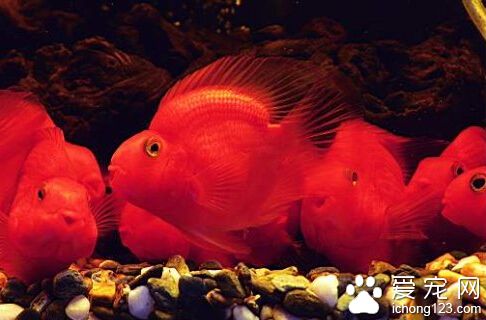  鹦鹉魚的飼養 飼養者要耐心的去定期換水