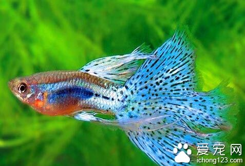 孔雀魚怎麼養  首先必須掌握好喂食的時間