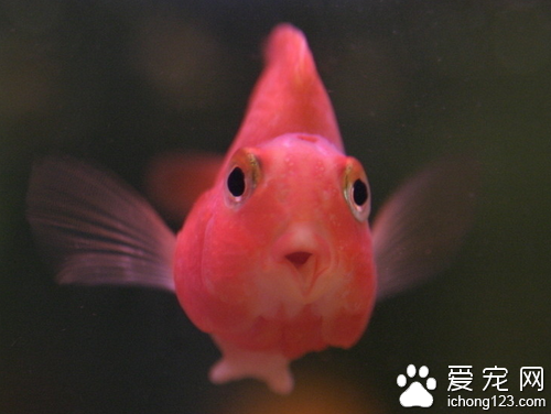 鹦鹉魚水溫 水溫最好控制在26℃~27℃