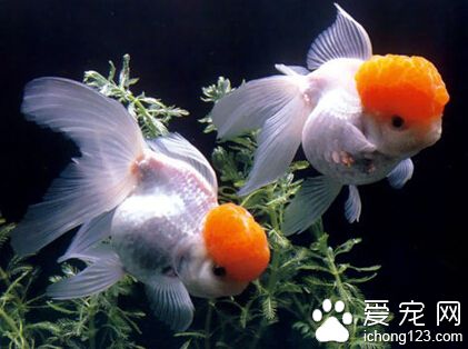 養金魚多久換一次水 應該盡量避免全缸換水
