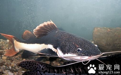 狗仔鯨吃什麼  此魚飼養餌料以活餌魚肉等