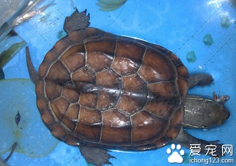 怎樣養烏龜 魚肉是烏龜最喜歡吃的食物