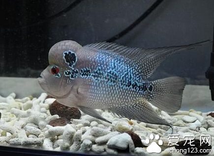  羅漢魚怎麼養 一天基本要二至五次的喂食
