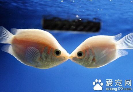 接吻魚為什麼接吻 親吻就是彼此戰斗的方式