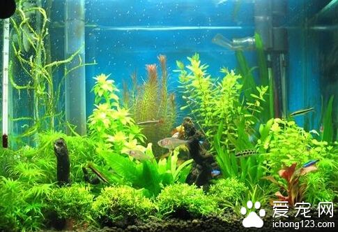  小金魚怎麼養 買回的金魚不要馬上喂食