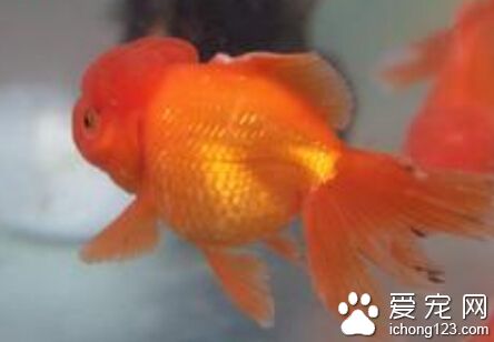 金魚養殖 隨著金魚長大的投食量逐漸增加