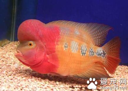 如何挑選到身體健康的羅漢魚 健康很重要