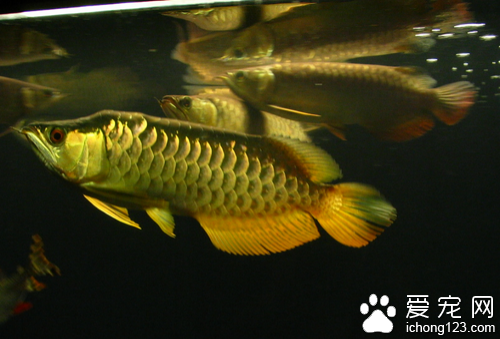 龍魚混養 龍魚混養的注意事項和要求