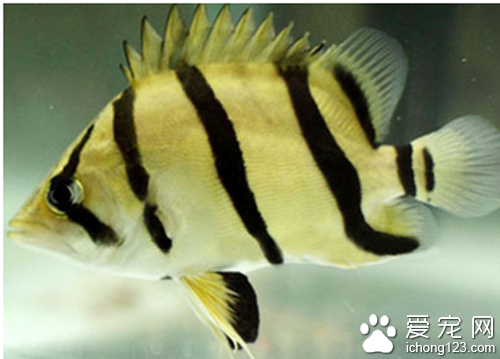 虎皮魚怎麼養  水質對養虎皮魚很重要