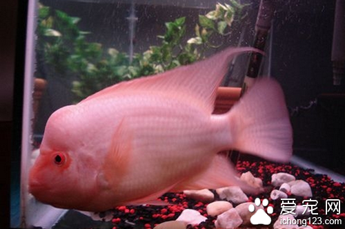 火鶴魚飼養 飼養火鶴魚的一些飼養事項
