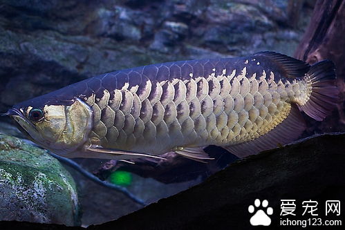 青金龍魚飼養  水質和水溫是飼養龍魚的關鍵