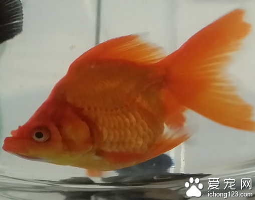 養金魚多久換一次水 不要把水一下子放光