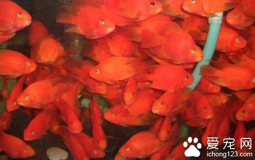 財神魚飼養 對水質要求低水溫在22到26度
