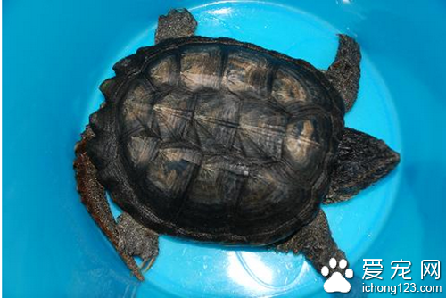 擬鳄龜怎麼養  平時喜歡吃一些小魚小蝦