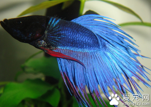 泰國斗魚飼養 飼養的時候盡量別混著養