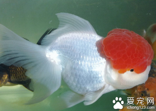 鶴頂紅金魚飼養 飼養鶴頂紅金魚注意飲食