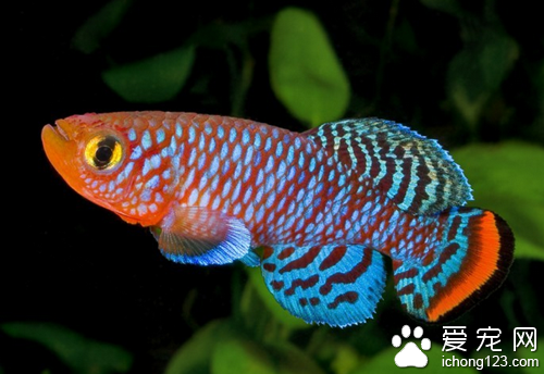 鳉魚飼養  正確飼養鳉魚的幾個注意事項