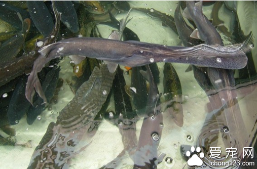 鴨嘴魚怎麼養  飼養起鴨嘴魚來並不難