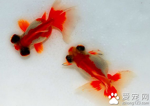 怎樣養金魚 養金魚的時候要注意其水質