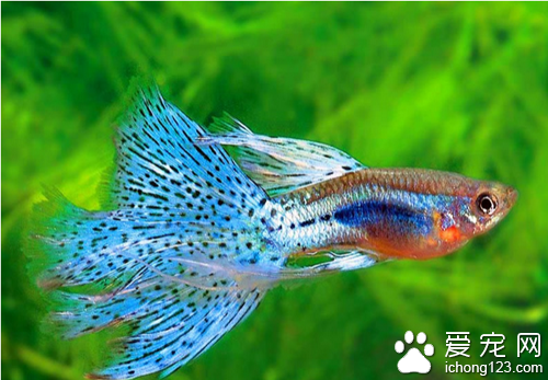 熱帶魚的種類 熱帶魚的種類有幾百種
