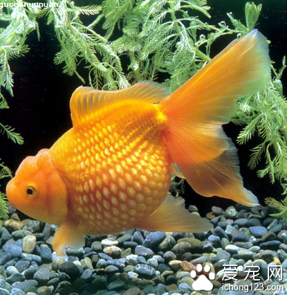 家裡養魚多久換一次水 不能頻繁換水