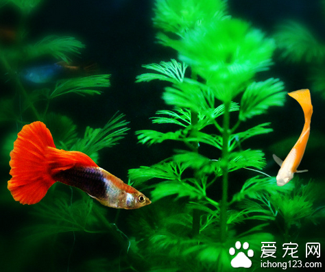 剛出生的小魚吃什麼 餌料稍加研碎後喂