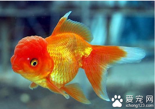 養魚養幾條好 觀賞魚混養時要多加注意