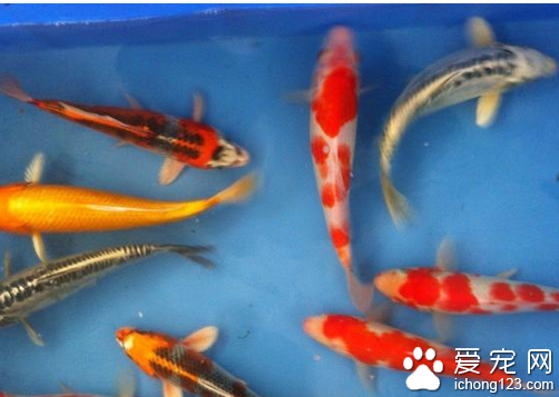 寵物魚大全 帶大家了解寵物魚的種類