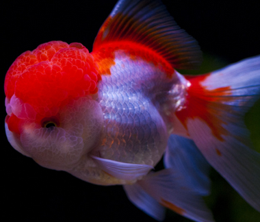 家庭如何養金魚 注意掌握魚的食量