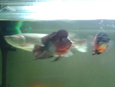 星點龍魚能混養嗎 該魚性情比較凶暴