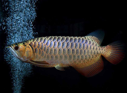 龍魚反垢怎麼辦 讓龍魚慢慢適應環境