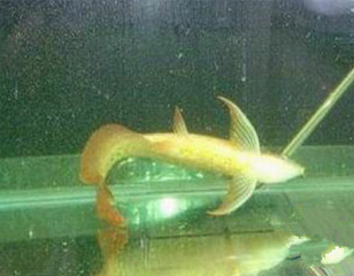 魚體失衡症怎麼治療 要保持水質穩定