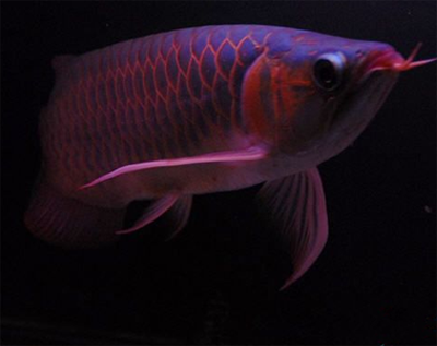 龍魚拒食症的原因 引起拒食的原因有很多