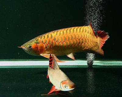 龍魚不愛吃食怎麼辦 水質不好會影響食欲