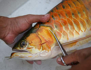 紅龍魚翻鰓怎麼辦 要做好預防的工作