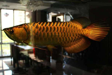 龍魚沉頭怎麼治療 要提供優良的生存環境