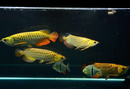 龍魚沉頭的症狀 龍魚頭部向下傾斜