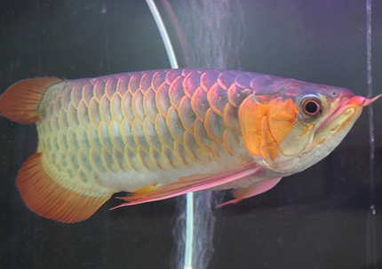龍魚蒙眼怎麼預防 投喂飼料要新鮮
