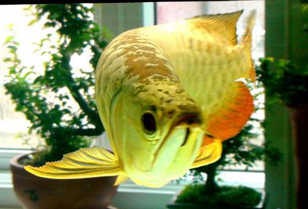 金龍魚吃什麼 小蝦小魚是首選食物