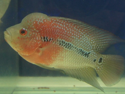 怎樣給羅漢魚換水 換水必須要有規律