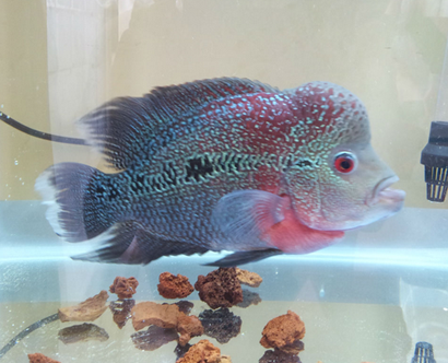 讓羅漢魚起頭要注意什麼 水質要保證