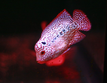 羅漢魚怎麼增色 要注意穩定水質