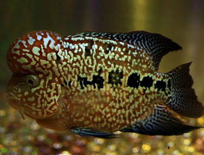 羅漢魚的魚缸什麼背景好 好壁紙也很重要