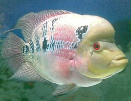 羅漢魚腫嘴怎麼治 治療期間最好停食
