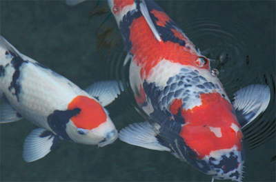 怎麼給錦鯉魚換水 注意定期給錦鯉魚換水