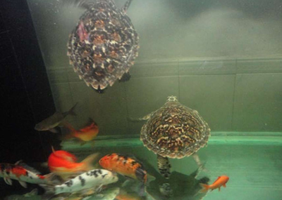 錦鯉魚可以與哪些魚混養 要了解錦鯉性情