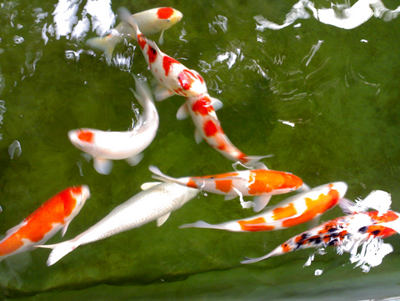 怎樣鑒別錦鯉魚的好壞 掌握挑選技巧